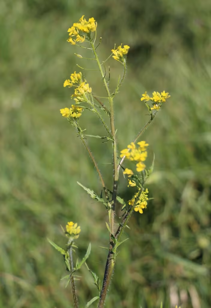 Sisymbre de Loesel