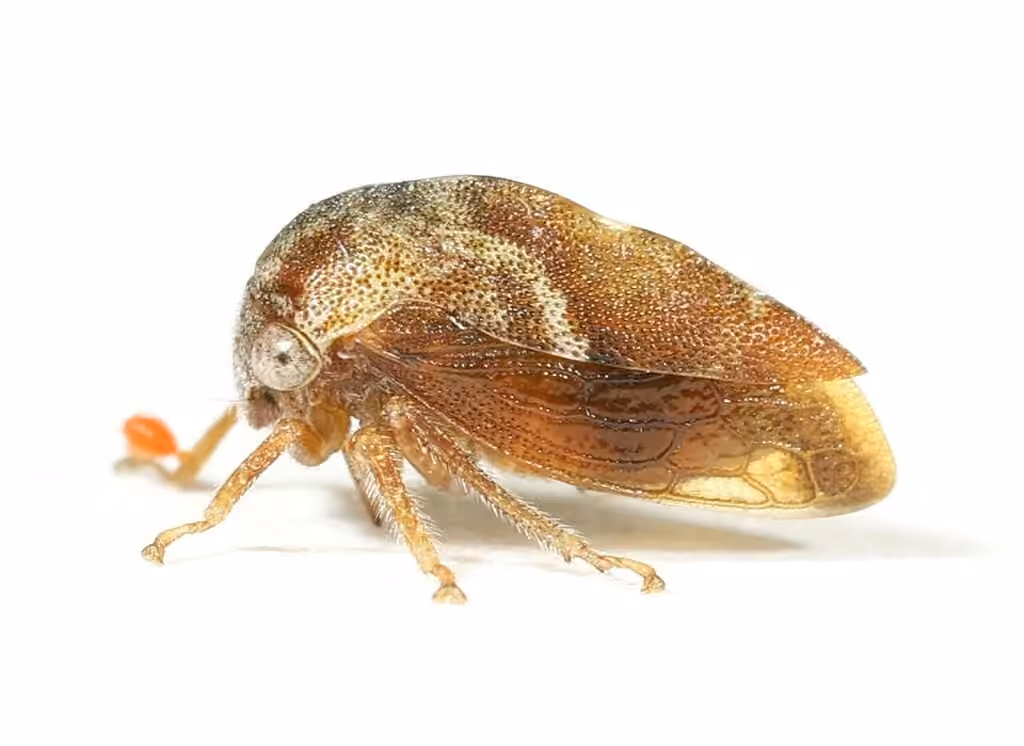 Cyrtolobus fuscipennis, Femelle adulte