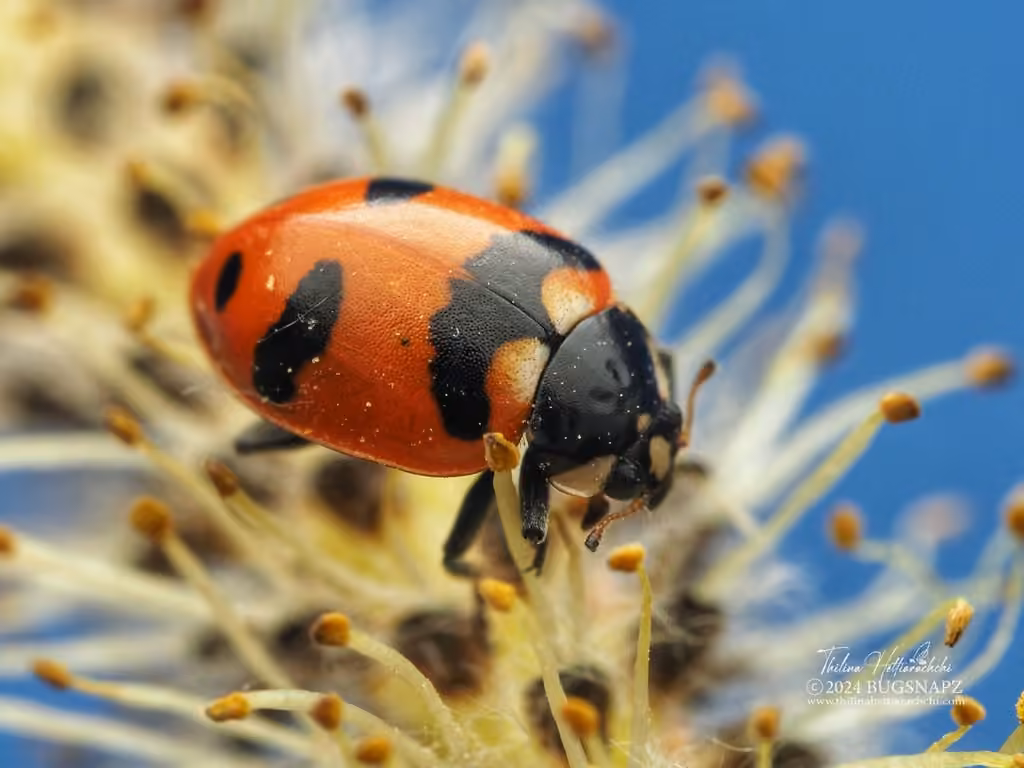 Coccinelle à cinq points, photo 1 sur 5