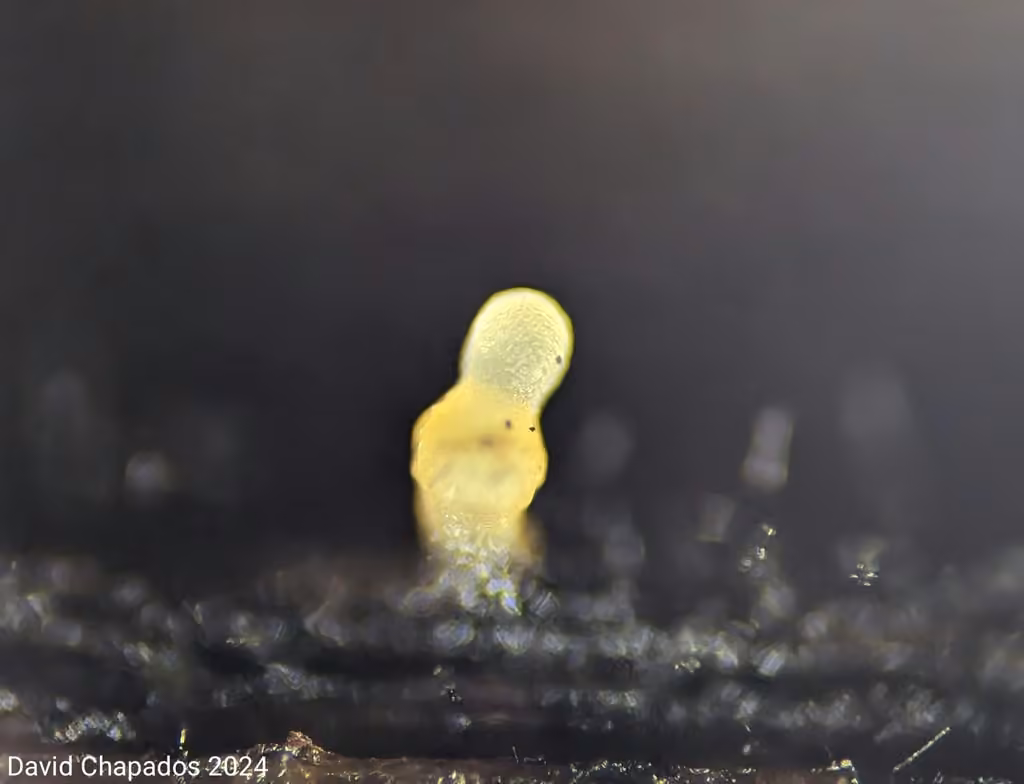 Hyalotrochophora lignatilis, photo 2 sur 5