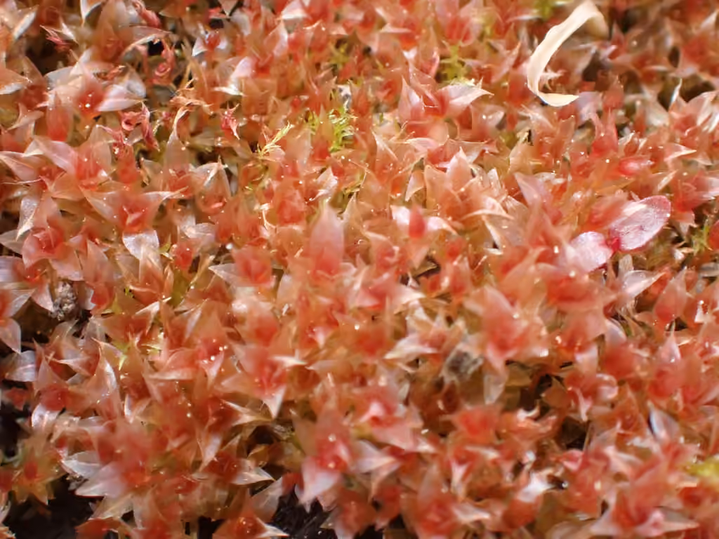 Pale Thread-moss, photo 3 of 5