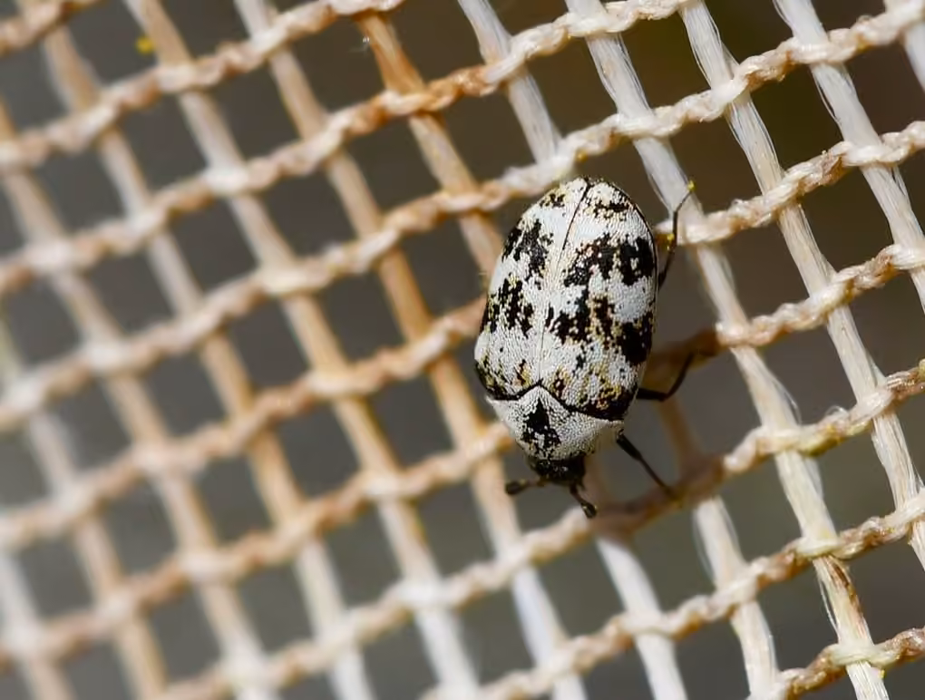 Common Carpet Beetle, photo 3 of 5