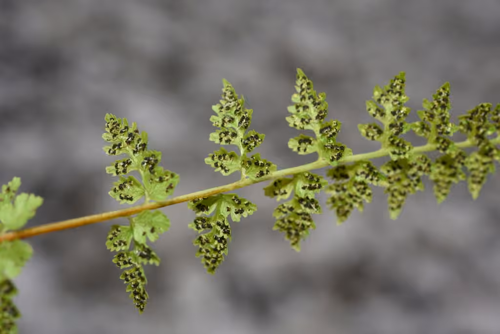 Cystoptère fragile, photo 2 sur 5