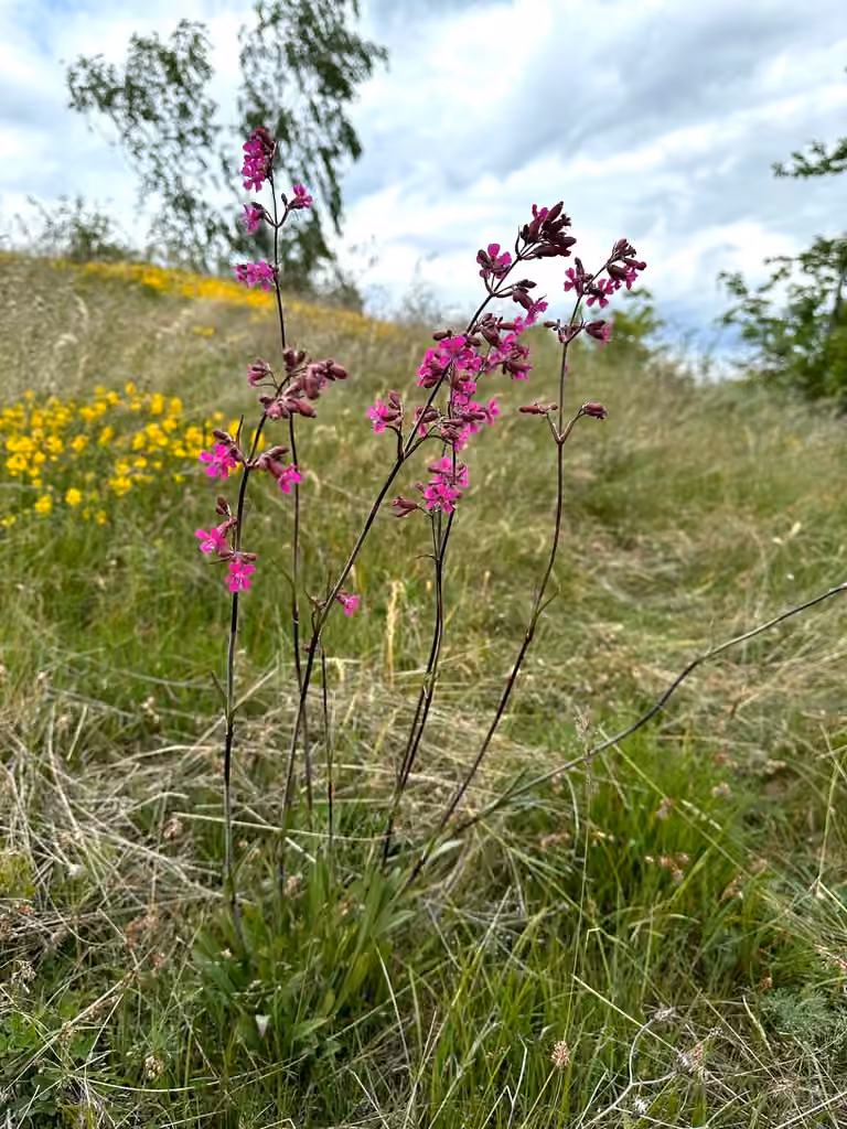 Clammy Campion, photo 2 of 5