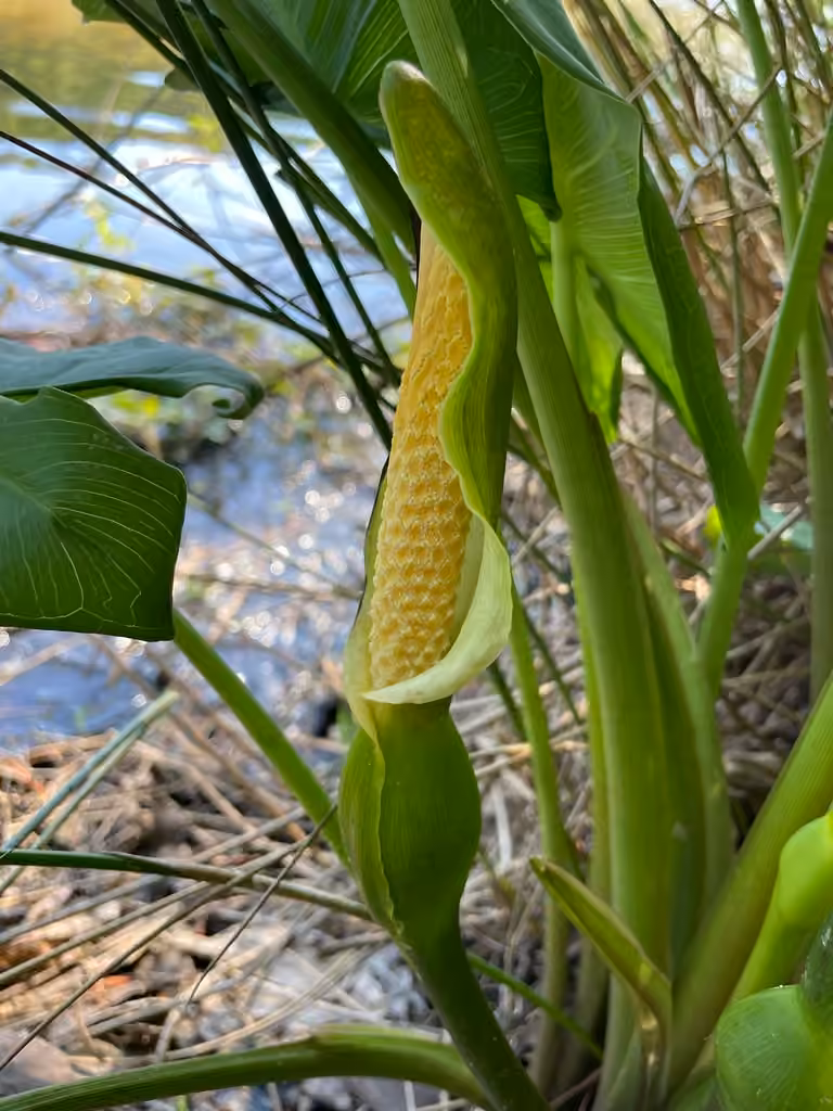 Green arrow arum, photo 1 of 5
