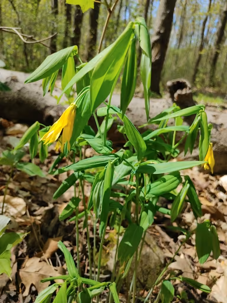 Uvulaire à grandes fleurs, En fleurs