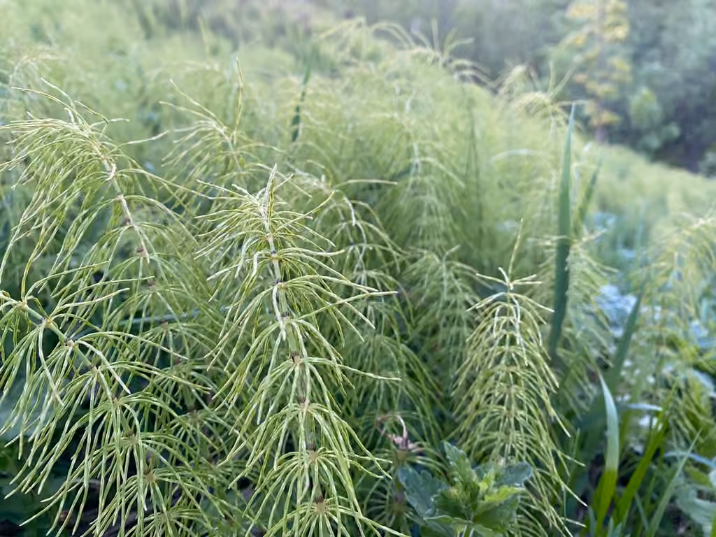 Meadow horsetail, photo 1 of 5