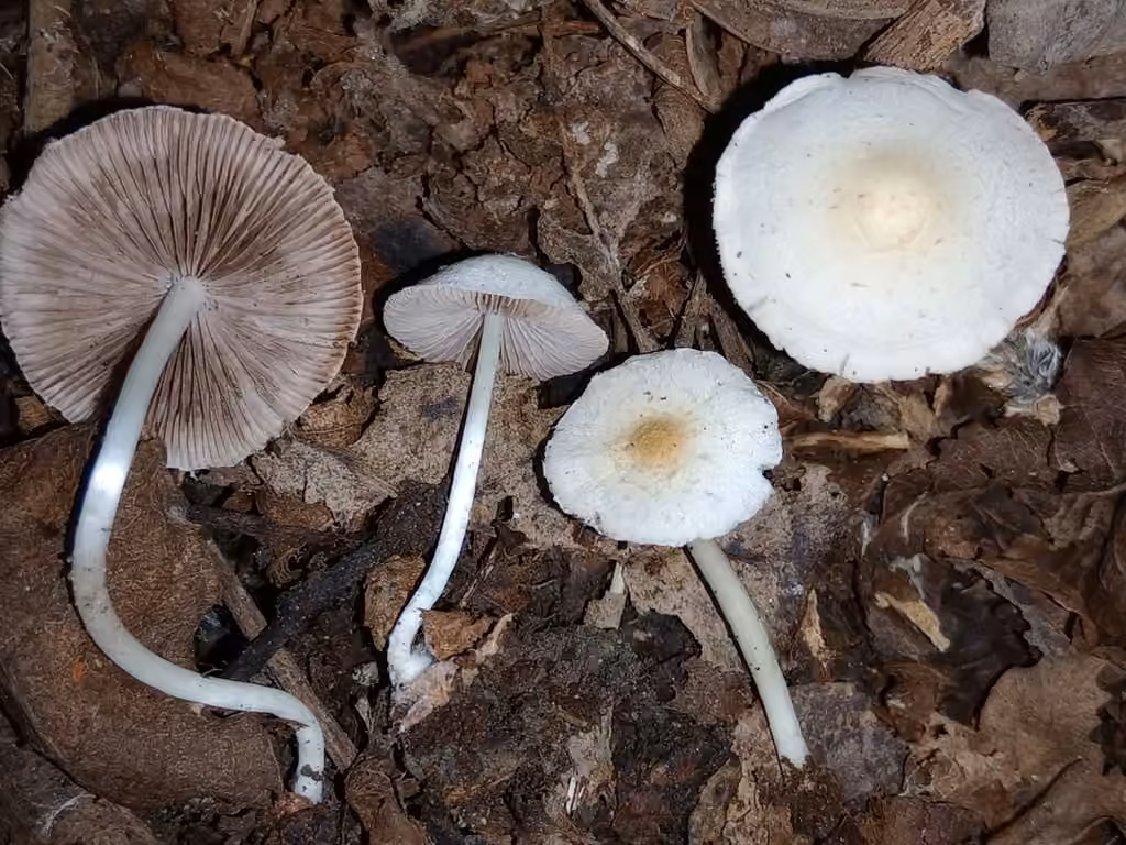 Psathyrelle de Candolle, photo 3 sur 5