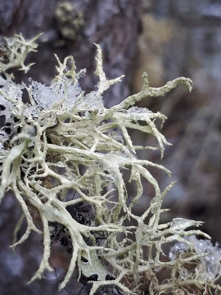 Évernie mésomorphe, photo 1 sur 5