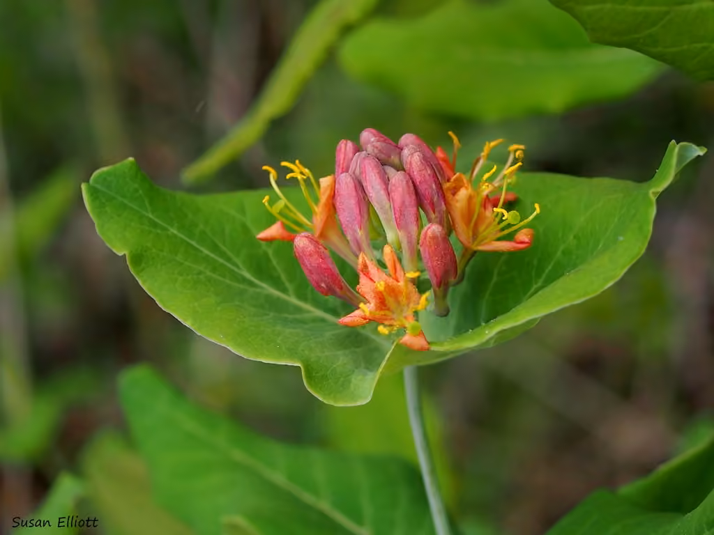 Limber honeysuckle, In flower