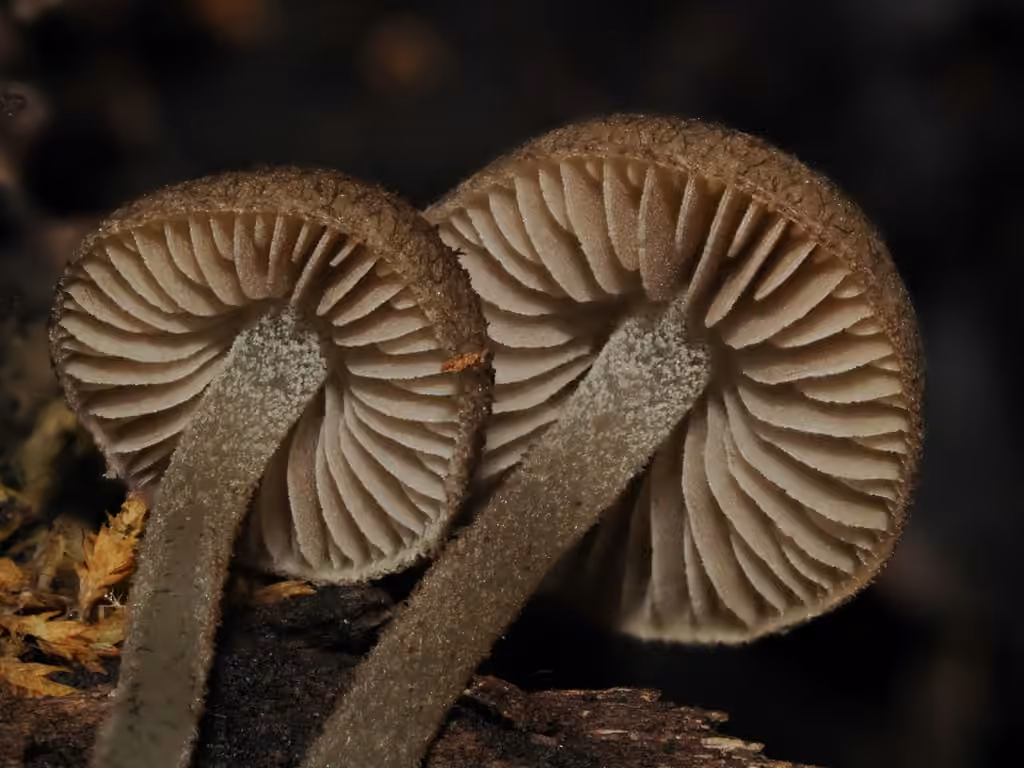 Psathyrelle squamuleuse, photo 1 of 5