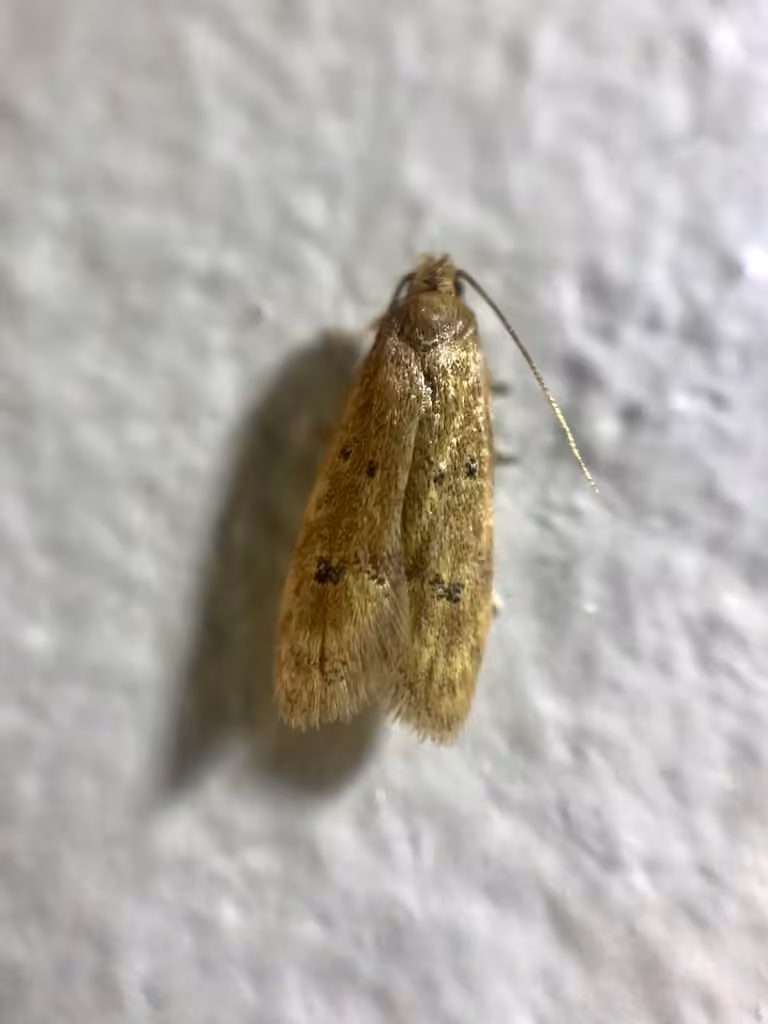 Gerdana Moth, Adult