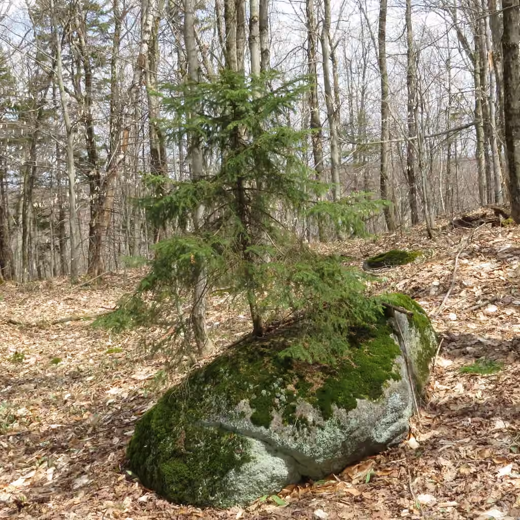 Épinette rouge, photo 2 sur 5