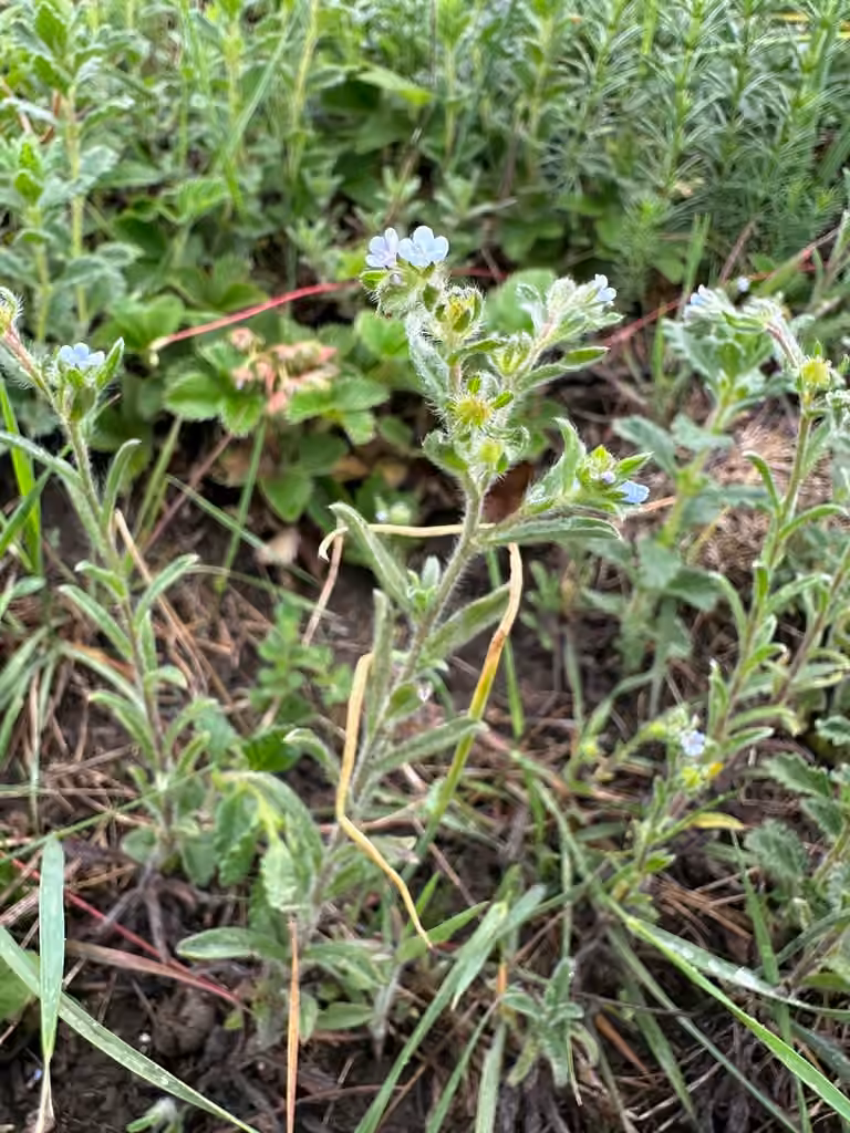 European stickseed, In flower