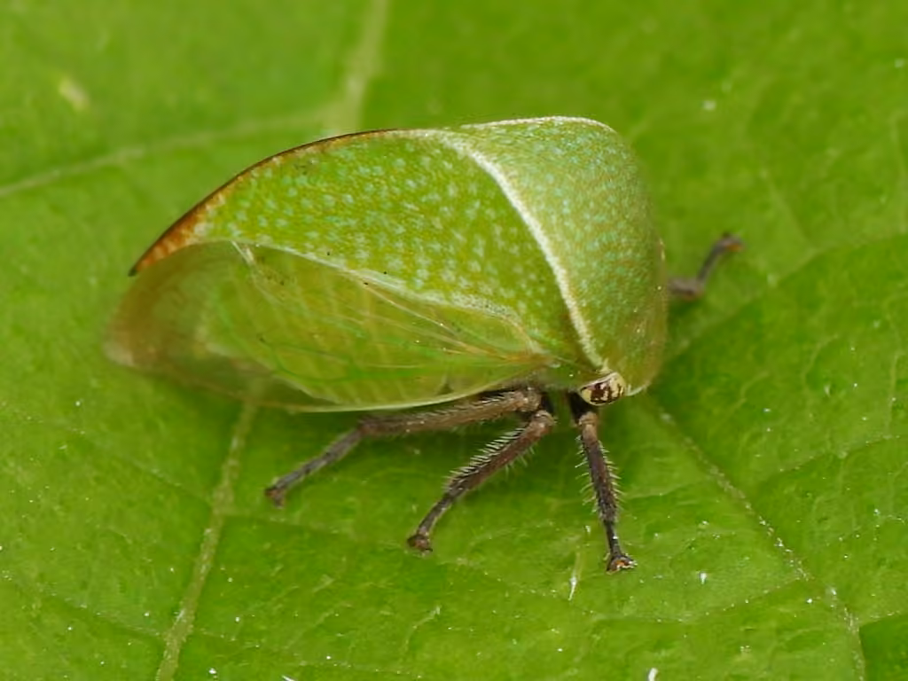 Tortistilus inermis, photo 2 sur 5