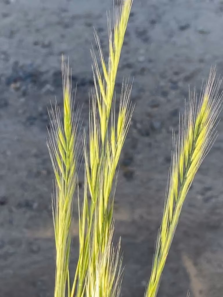 Foxtail fescue, photo 1 of 5