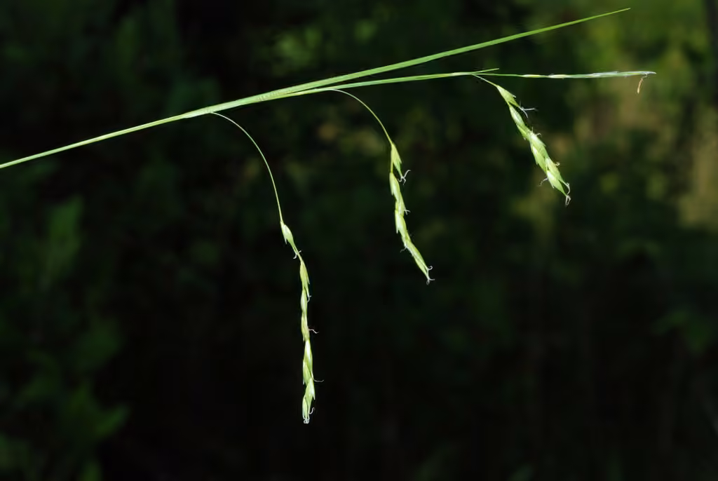 White edge sedge, In flower