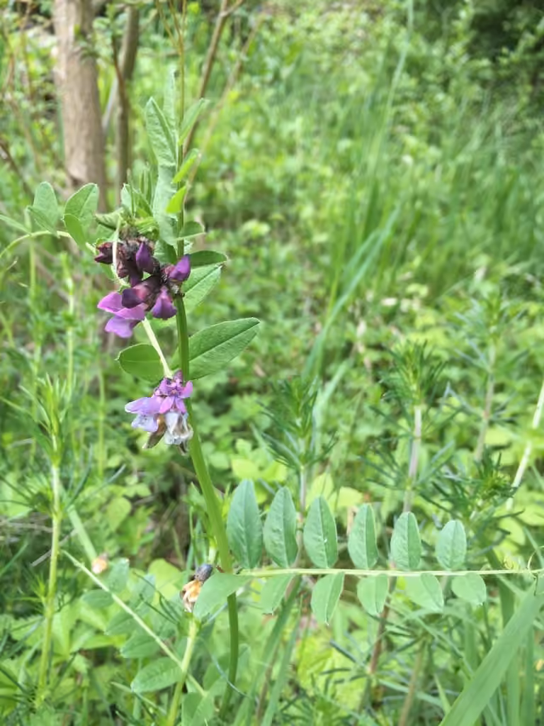 Vesce des haies, En fleurs