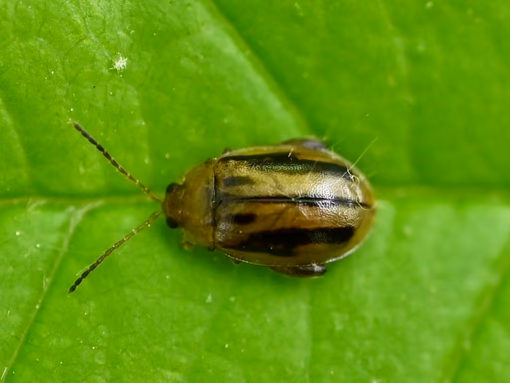 Belly-banded Flea Beetle, photo 1 of 5