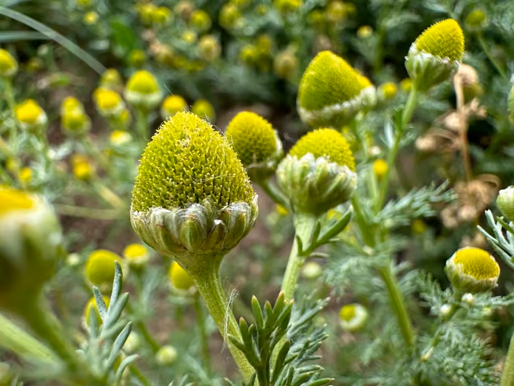 Matricaire odorante, En fleurs