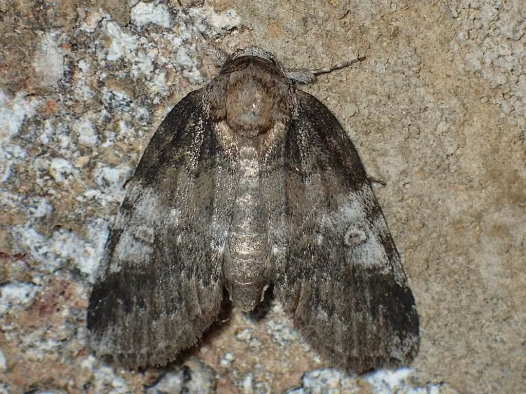 Pale Baileya Moth, photo 2 sur 5