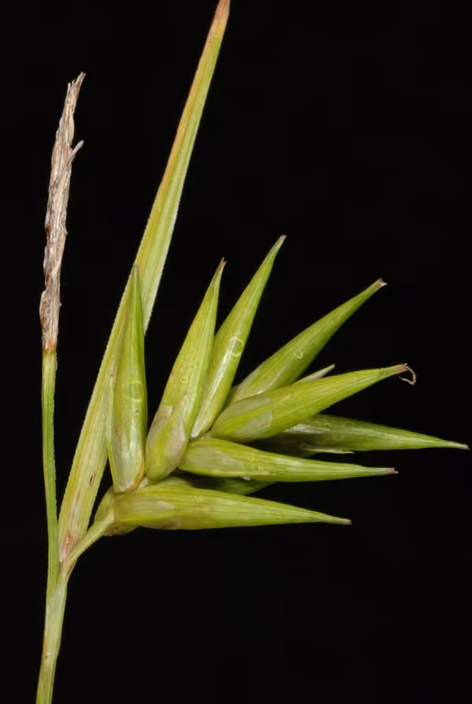 Carex folliculé, En fruits