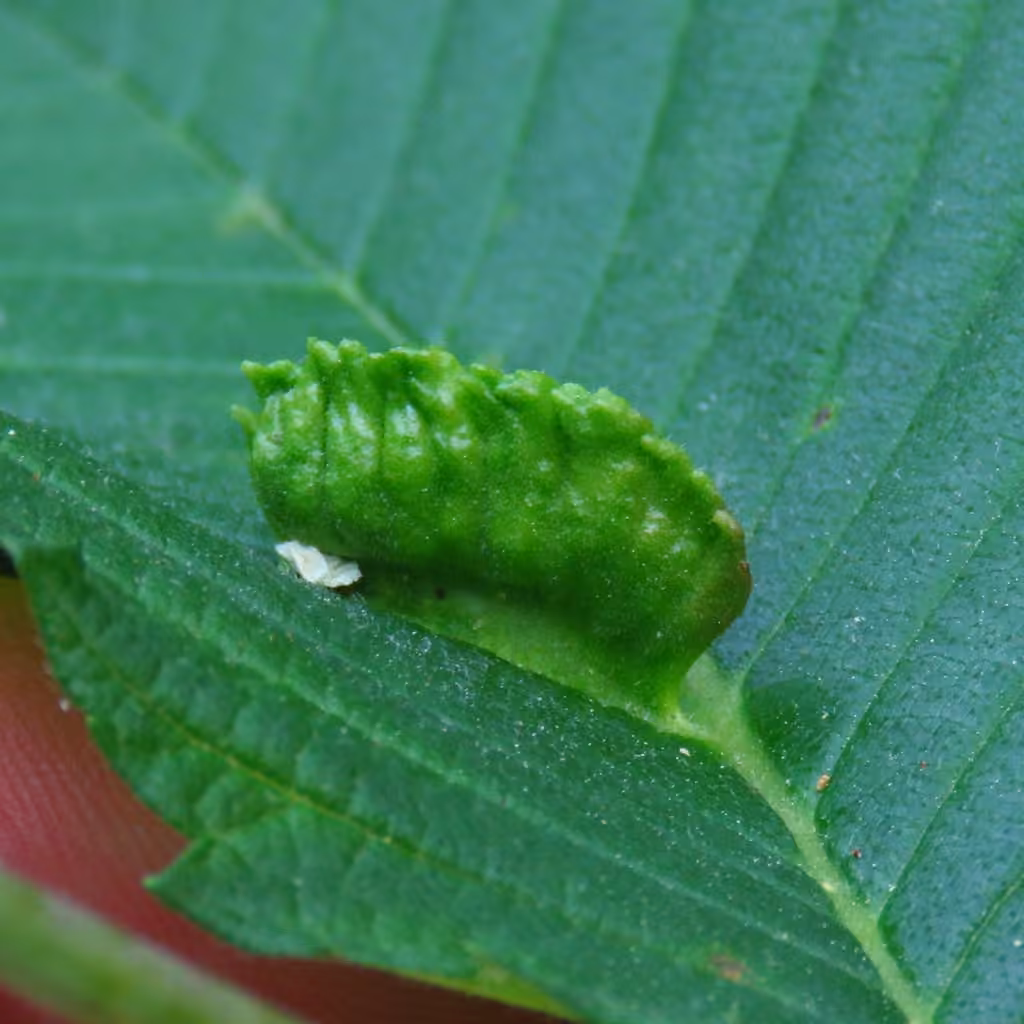 Elm Cockscomb Aphid, photo 3 of 5