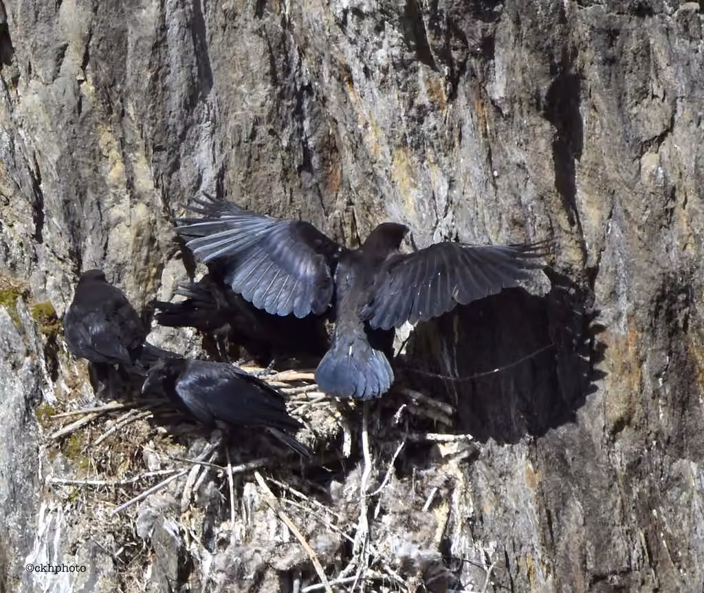 Grand Corbeau, Juvénile
