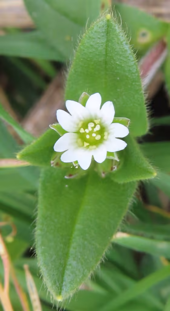 Céraiste des fontaines, En fleurs