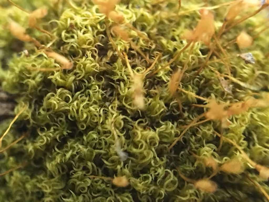 Common Pincushion, photo 3 of 5