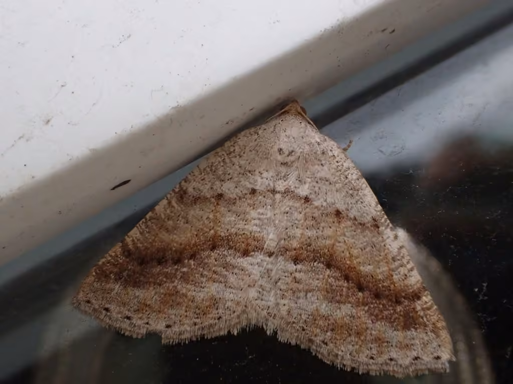 Pale Alder Moth, Adulte