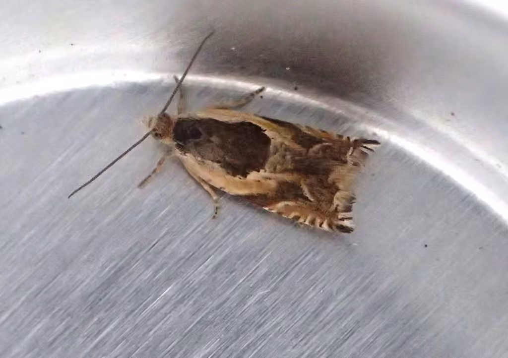Black-marked Ancylis Moth, photo 2 sur 5