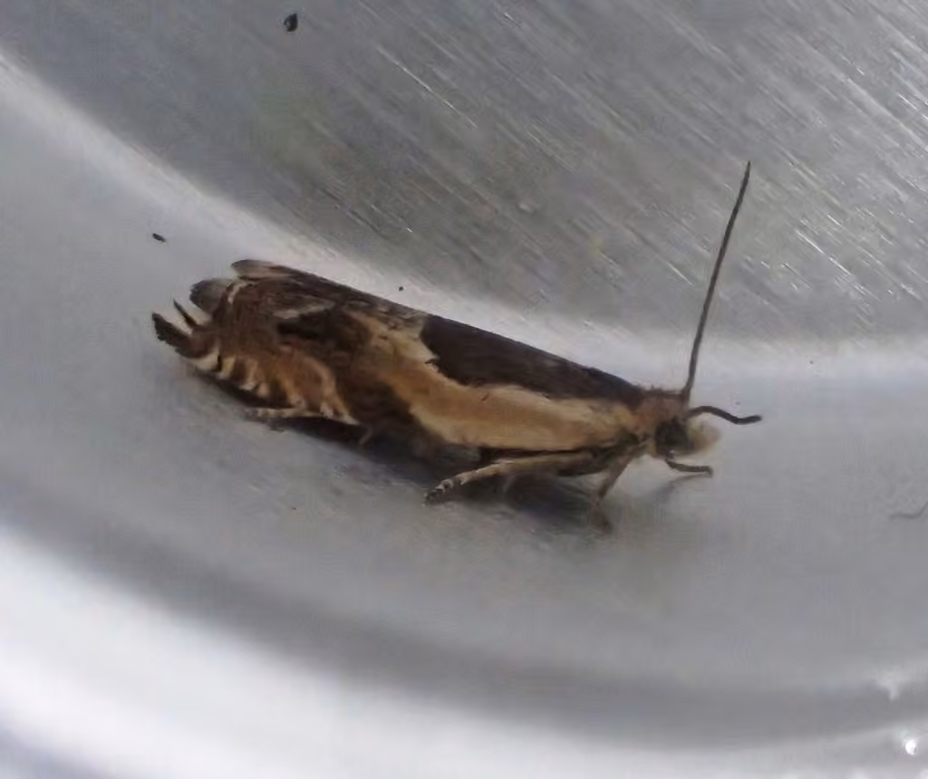 Black-marked Ancylis Moth, photo 3 sur 5