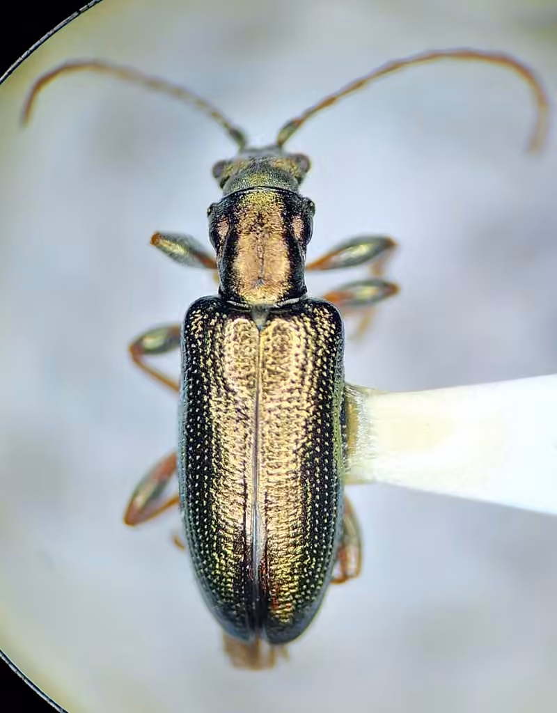 Little reed beetle, photo 3 of 5