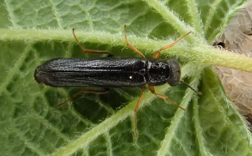 Lyméxylon lugubre, Mâle