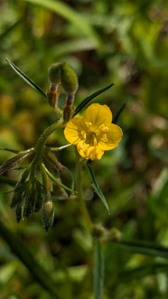 Little evening primrose, In fruit