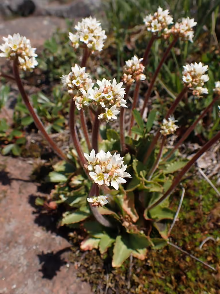 Saxifrage de Virginie