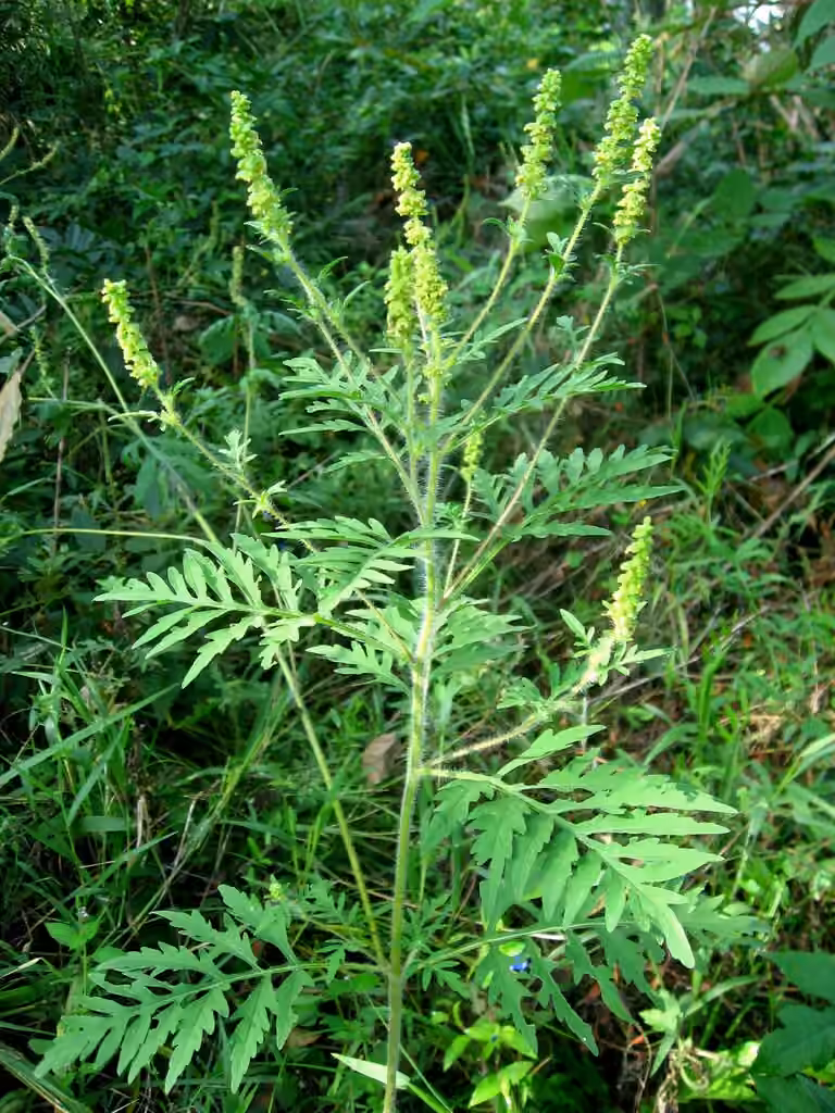 Petite herbe à poux