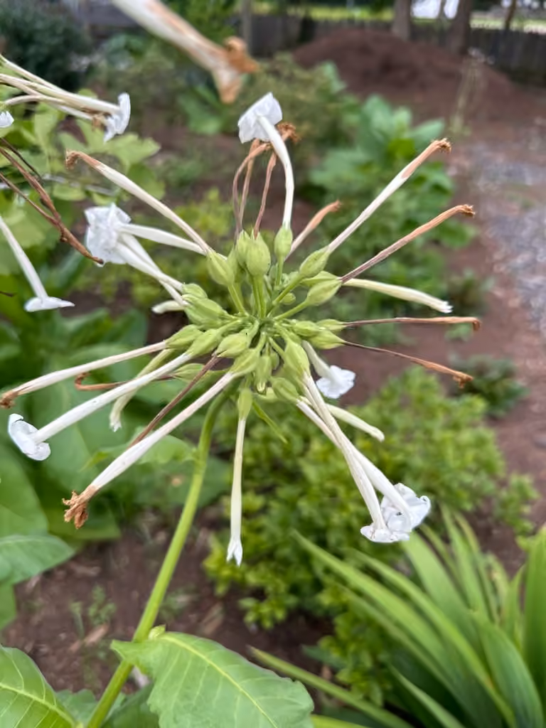 Tabac sylvestre, En fleurs