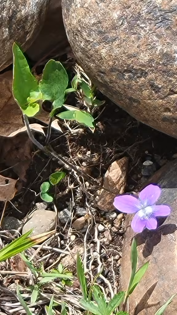 New England violet, In flower
