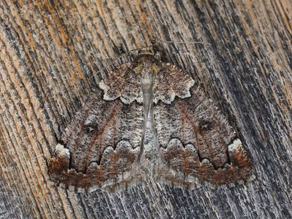 Spodolepis substriataria, Adulte