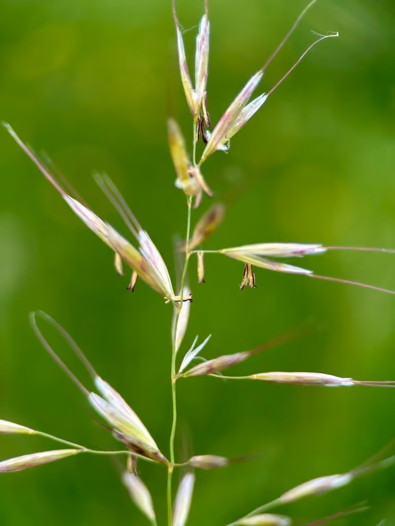 Downy alpine oatgrass, photo 3 of 5
