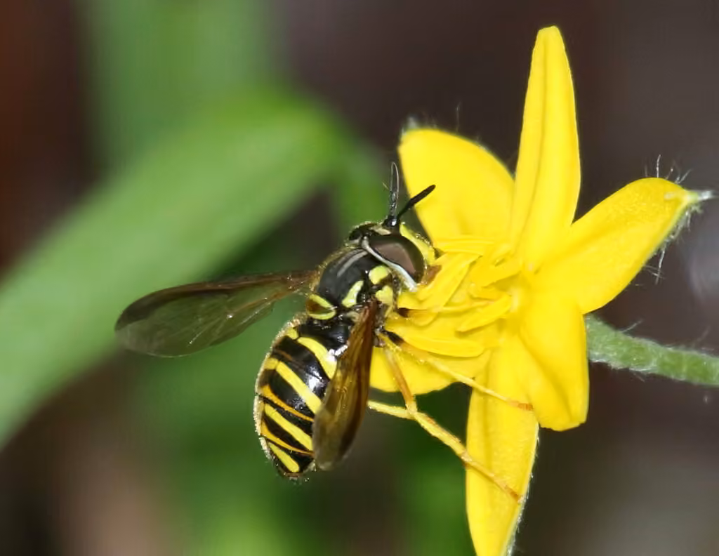 Broad-banded Meadow Fly, photo 3 of 5