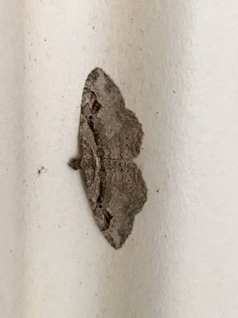 Bent-lined Carpet, Male