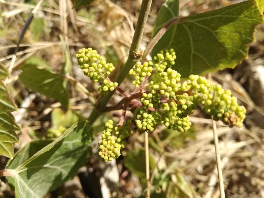 Vigne cultivée, En fleurs