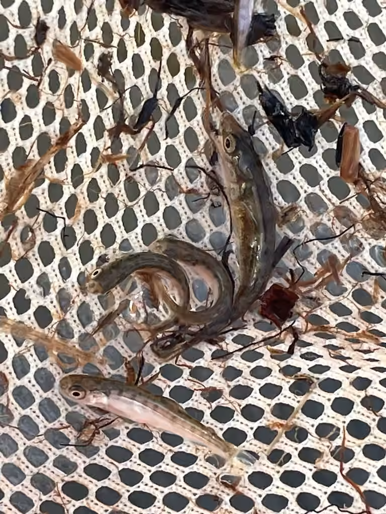Ninespine Stickleback, Juvenile