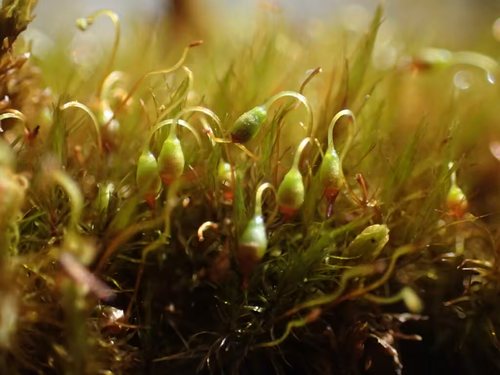 Acute blindia moss, photo 2 of 5