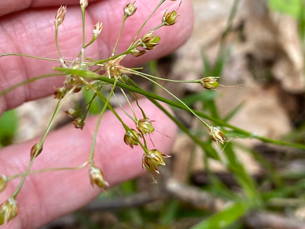 Luzule acuminée, En fruits
