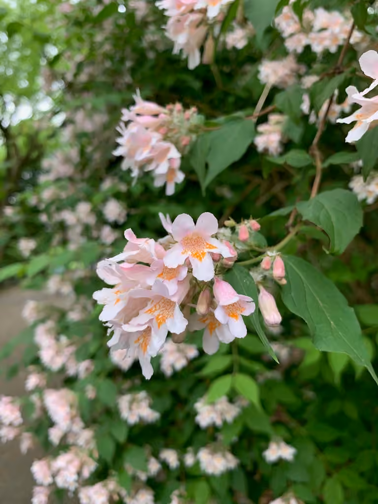 Beautybush, In flower