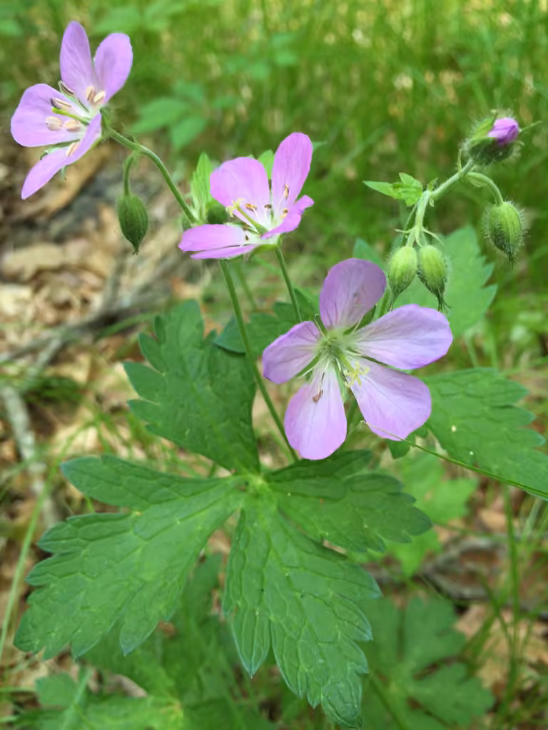 Géranium maculé, photo 3 sur 5